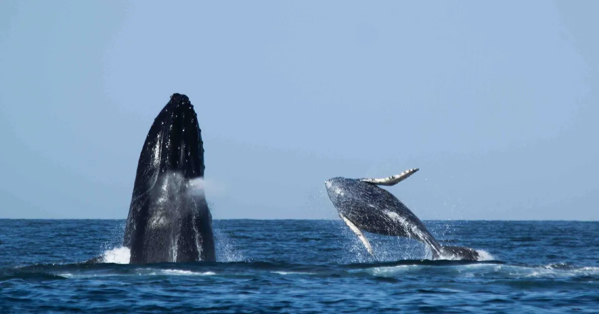 Un hombre es “tragado” por una ballena y luego expulsado