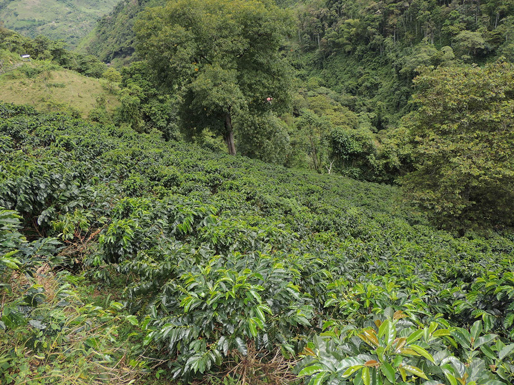 Paisaje cultural cafetero