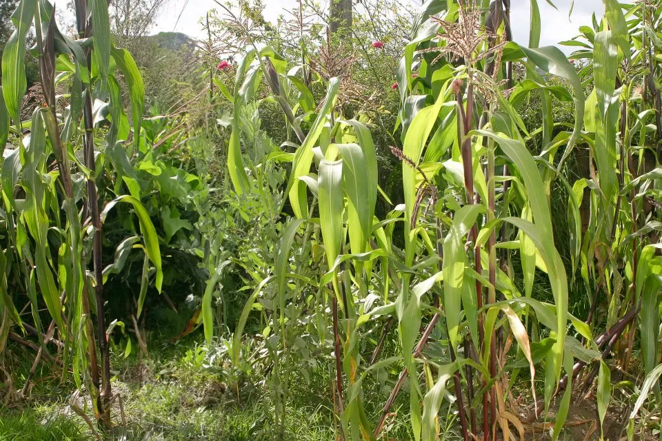 agricultura